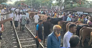 রেললাইন ঘেঁষে কোরবানির পশুর হাট নয়: রেল মন্ত্রণালয়